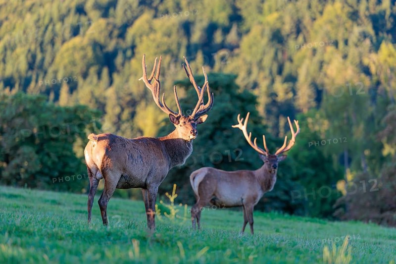 Two Altai maral stags (Cervus canadensis sibiricus) stand in a green meadow in the first light of the day. Southern Siberia, northwestern Mongolia, northern Xinjiang province of China