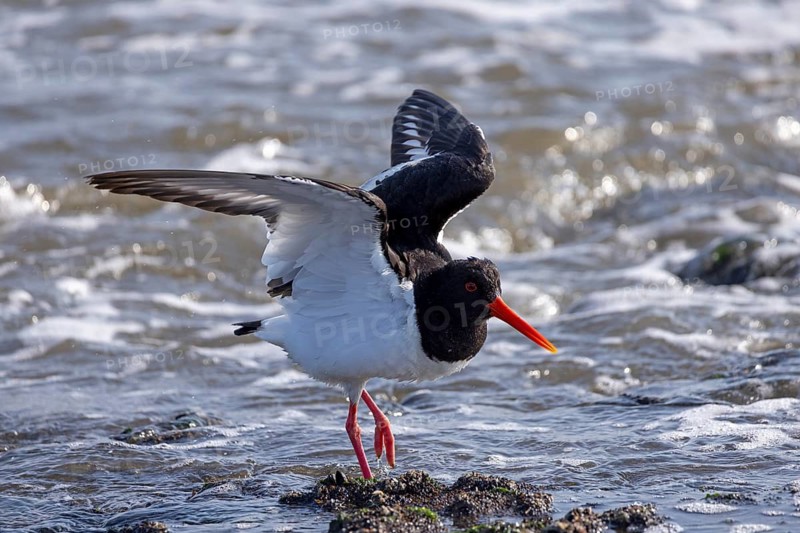 Oystercatcher (Haematopus ostralegus), Weststrand, Norderney, East Frisia, Lower Saxony, Germany