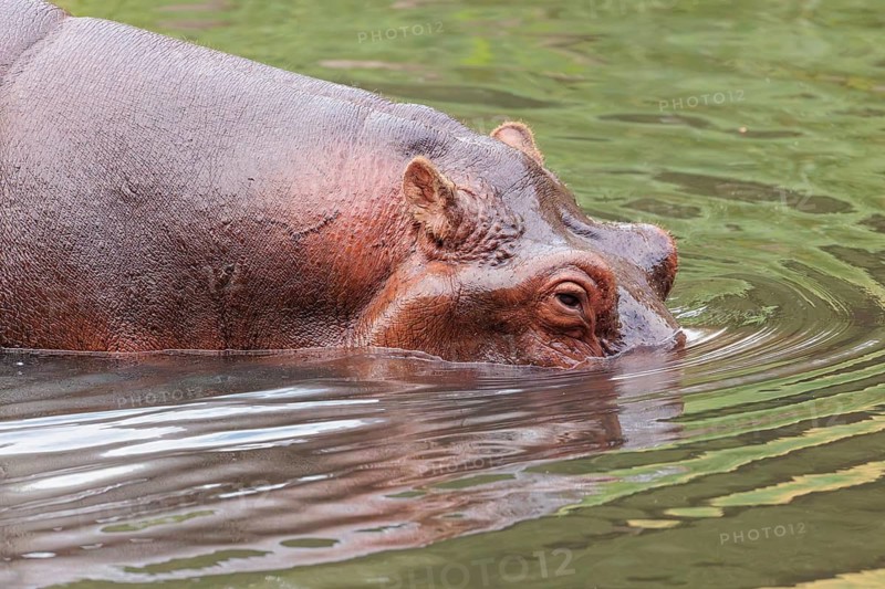 Portrait of a fully grown hippopotamus (Hippopotamus amphibius) standing in shallow water. Democratic Republic of the Congo, Uganda, Tanzania, Kenya, Ethiopia, Somalia, Sudan, Gambia, South Africa