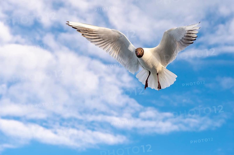 Black-headed Black-headed Gull (Chroicocephalus ridibundus) in flight, Den Helder, Texel, Netherlands