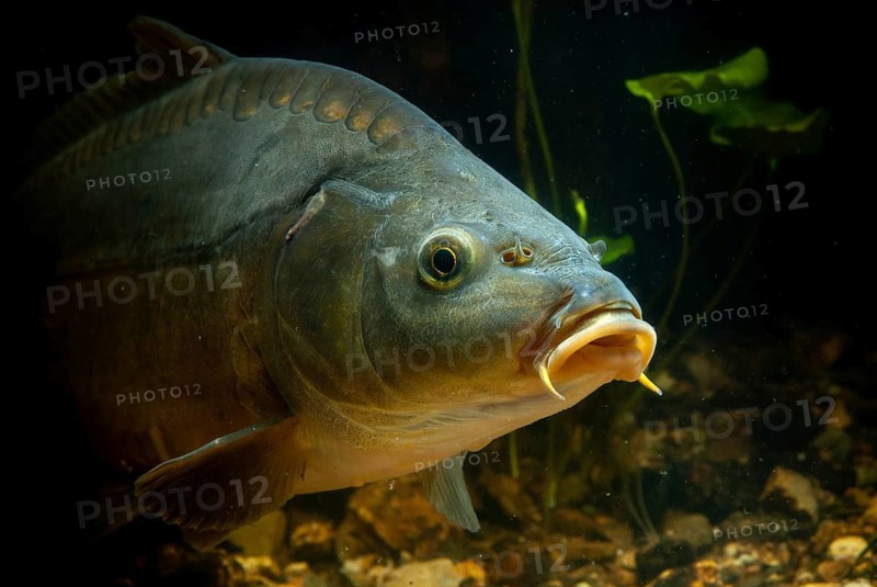 Carp, Cyprinus carpio, carp, fish, fishes, leather carp, pisces, mirror carp