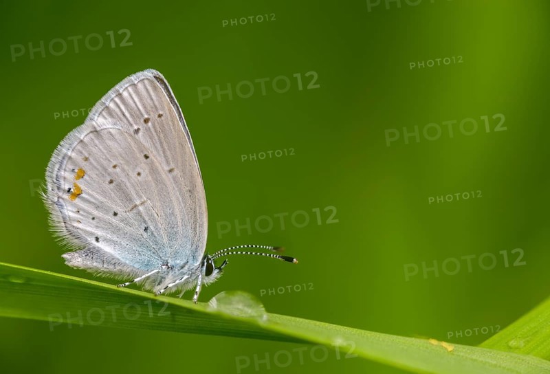 Cupid argiades, short-tailed blue, butterfly, insects, butterflies, short-tailed blue, butterflies, tailed cupid