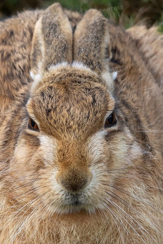 European brown hare (Lepus europaeus) adult animal head portrait, England, United Kingdom