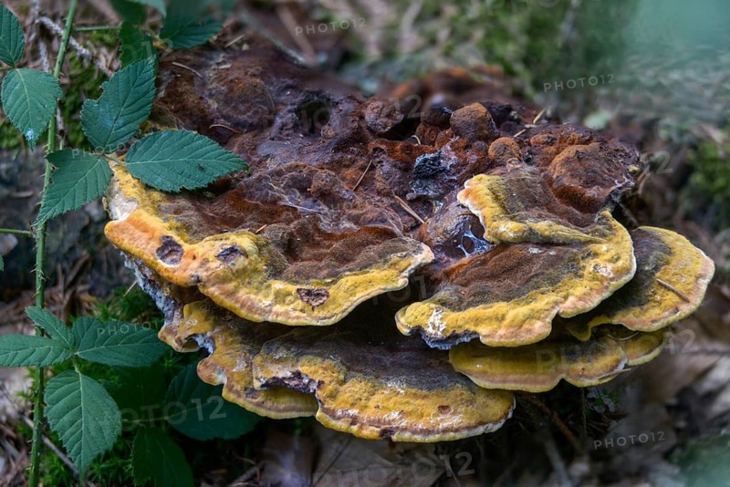 Tree sponge relatives, brown porling, spruce brown porling, fomitopsidaceae, yellow brown porling, pine brown porling, softwood brown porling, Phaeolus pigitzii, Phaeolus spadiceus, Dyer's polypore, fungi, mushrooms, velvet top fungus