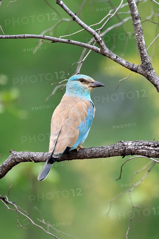 European roller (Coracias garrulus), adult, perched on a tree, on a perch, alert, Kruger National Park, South Africa