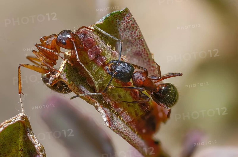 Ants, ant, brown-black wood ant, brown-black horse ant, Camponotus ligniperdus, chequered blue, ftyhen blue, formicidae, hymenoptera, large carpenter ant, rose ant, scolitantides orion, butterfly, inchworm, insects, caterpillar, butterflies, butterflies, butterflies