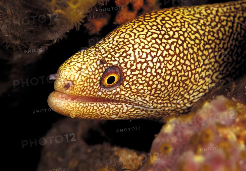 Rainbow moray, Caribbean, Central America