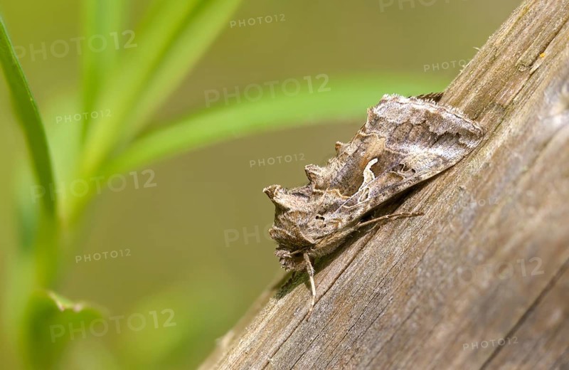 Autographa gamma, owl moth, gamma owl, noctuidae, pistol owl, butterfly, insects, moths, moths, moths, butterfly, silver y