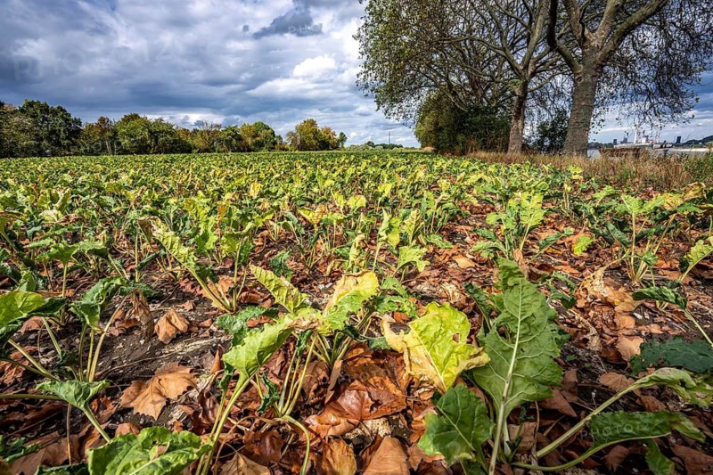 Sugar beet field, the plants are quite stunted, much too small and partly dried up, wilted leaves lie between the plants, from the adjacent plane trees, which have already lost a large part of their leaves in mid-August due to the long drought and high temperatures in summer, Duisburg-Bärl, North Rhine-Westphalia, Germany