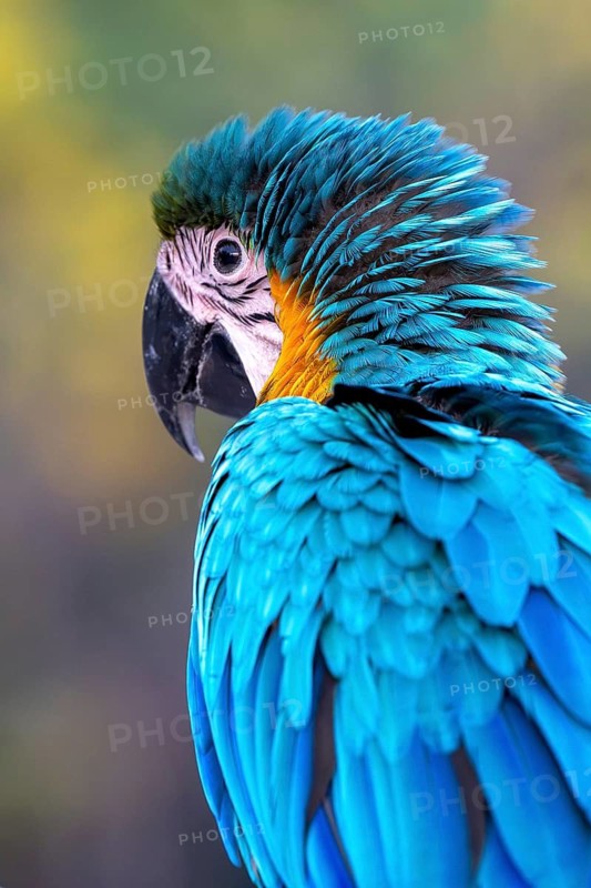 Young Yellow-breasted Macaw (Ara ararauna) in Jomtien, Thailand