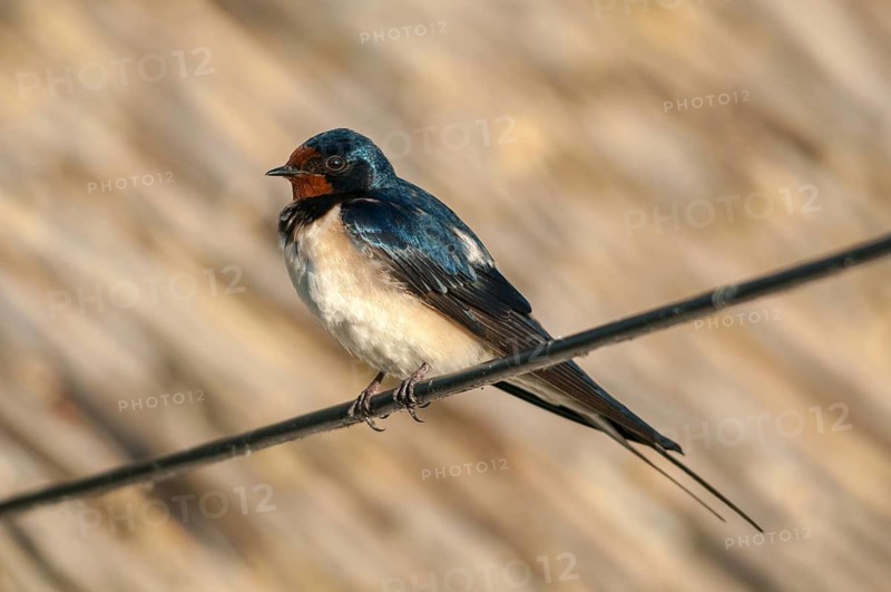 Hirundo rustica, house martin, swallow, birds, passeri, swallows, songbirds, songbirds, birds
