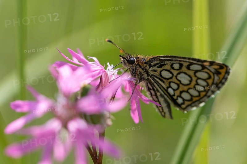 Hesperiidae, heteropterus morpheus, large chequered skipper, mirrorspot thighead, butterfly, thighead, insects, butterfly, butterflies