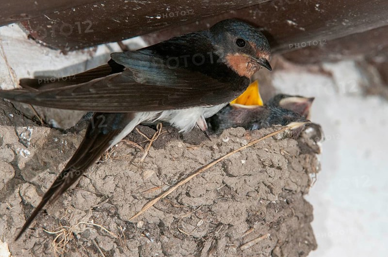 Hirundo rustica, house martin, swallow, birds, breed, brood, adolescent, young animal, juvenile, nest, passeri, swallows, songbirds, birds