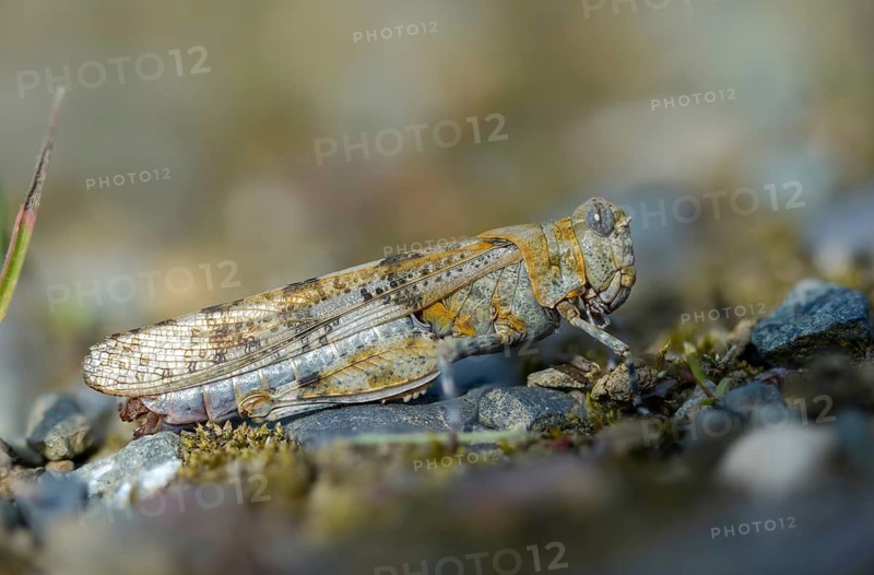Blue-winged sandscare, caelifera, short-feeler, oedipodinae, slender blue-winged grasshopper, sphingonotus caerulans, flew off, old, grasshoppers, grasshoppers, insects, insects, without antennae, wasteland scare