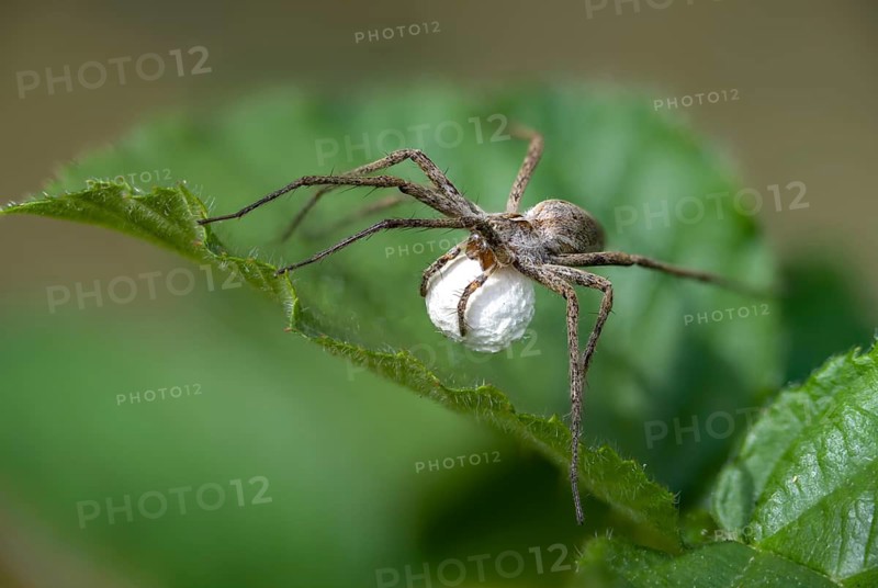 Araneomorphae, bridal gift spider, real web spiders, list spider, nursery web spider, pisaura mirabilis, egg cocoon, female, hunting spiders, spiders, female
