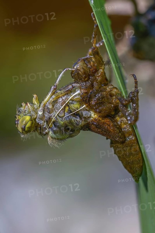 Broad-bodied chaser, libellula depressa, flatbelly, anisoptera, dragonflies, high size, portrait format, insects, larva, larva, dragonflies, odonata, hatching, hatching
