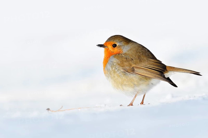 Robin (Erithacus rubecula) in the snow, North Rhine-Westphalia, Germany
