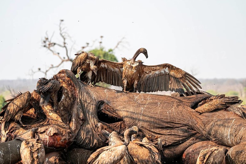Many white-backed vultures (Gyps africanus), vultures feeding on the carcass of an elephant, macabre scavengers, Ihaha, Chobe National Park, Botswana