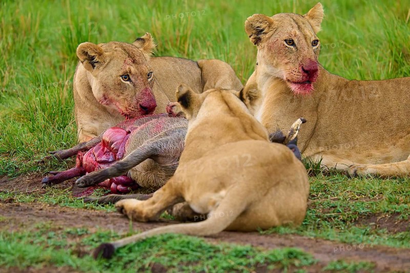 Lions with bloodied muzzles feed on their prey in the grassy savannah: warthog (Phacochoerus africanus), lion (Panthera leo), Masai Mara National Reserve, Narok County, Kenya