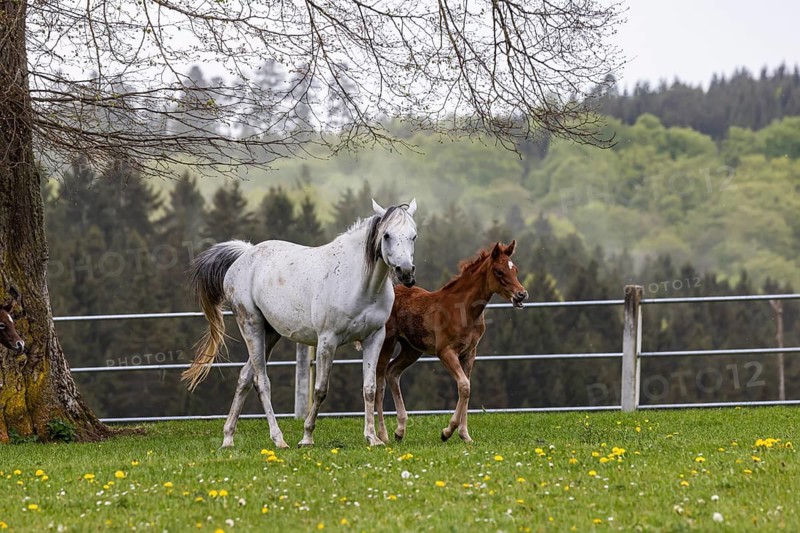 Foal pasture at Marbach main and state stud. Arabian mares with their foals. The stud is an important point of contact for horse breeders and equestrian athletes. The breeding of Arabian horses there is very well known. There are between 520 and 600 horses of various breeds in Marbach. Gomadingen, Baden-Württemberg, Germany