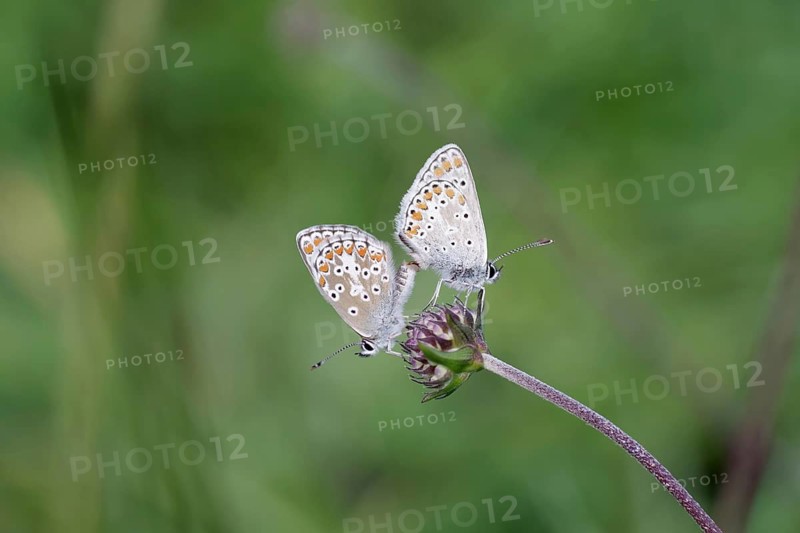 Common Blue (Polyommatus icarus), pair, copulation, macro, North Rhine-Westphalia, Germany