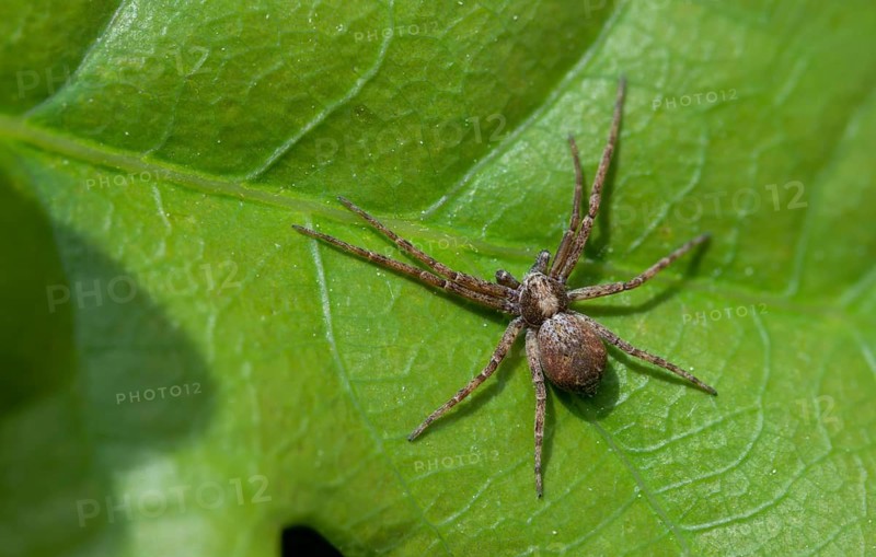 Arachnida, philodromus dispar, running house crab spider, arachnids, white-edged flat stretcher, two-color flat stretcher, spider, spiders