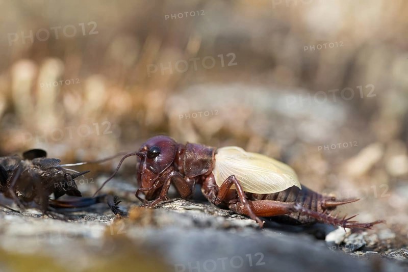 Field cricket, Gryllus campestris, ensifera, field cricket, crickets, hatching, skin, molting, insects, long-feeler scare, molt, hatching, slough