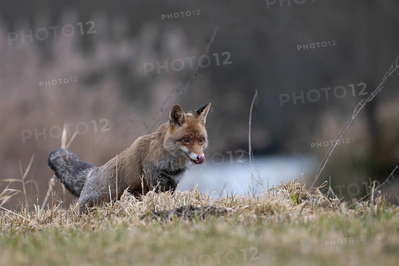 Red fox (Vulpes vulpes), Bitburg, Rhineland-Palatinate, Germany