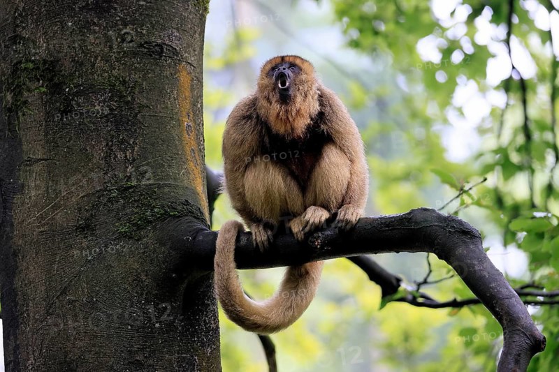 Black howler monkey (Alouatta caraya), adult, female, tree, sitting, calling, South America