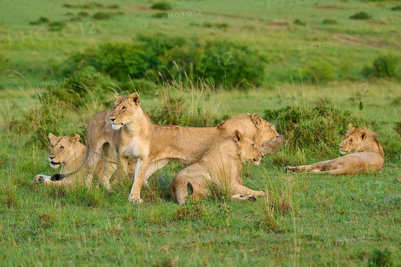 A pride of lions is lying and standing in a vast meadow in the savannah, lion (Panthera leo), Masai Mara National Reserve, Narok County, Kenya