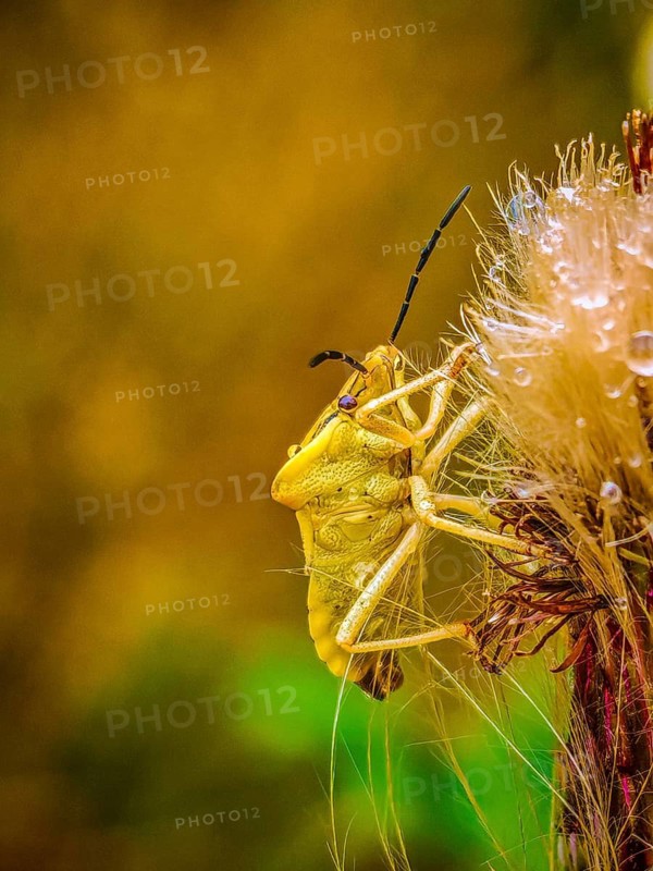 Close-up of a yellow bug, the Carpocoris fuscispinus, crawling up a plant in its natural habitat, Fichtelgebirge nature park Park, Upper Franconia