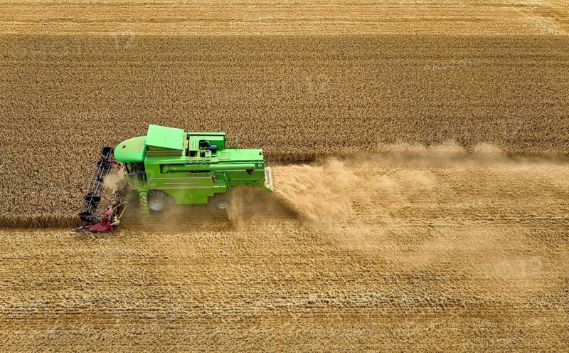 Aireal photo of a combine harvester harvesting wheat on a field in the vertile and fruitful of Langes Feld north of Stuttgart, Baden-Württmberg, Germany