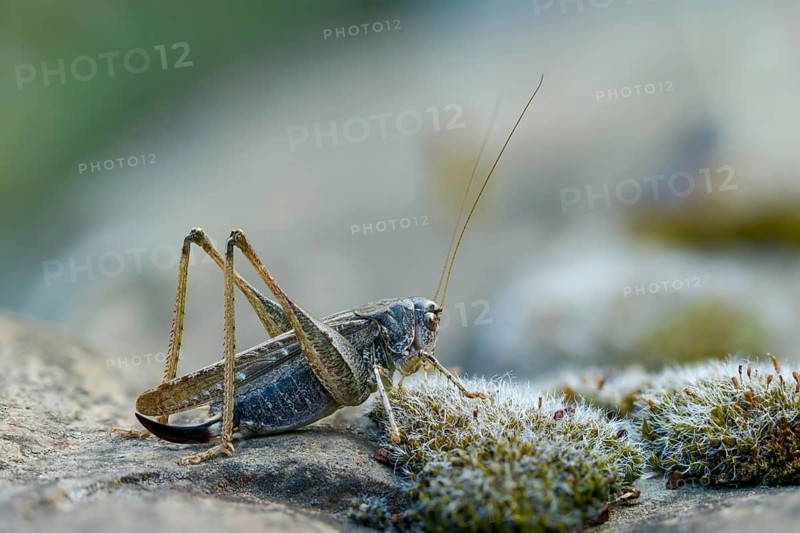 Grey bush cricket, deciduous locusts, platycleis albopunctata, tettigonioidea, western bite scare, ensifera, female, grasshoppers, grasshoppers, insects, long-feeler scare, female