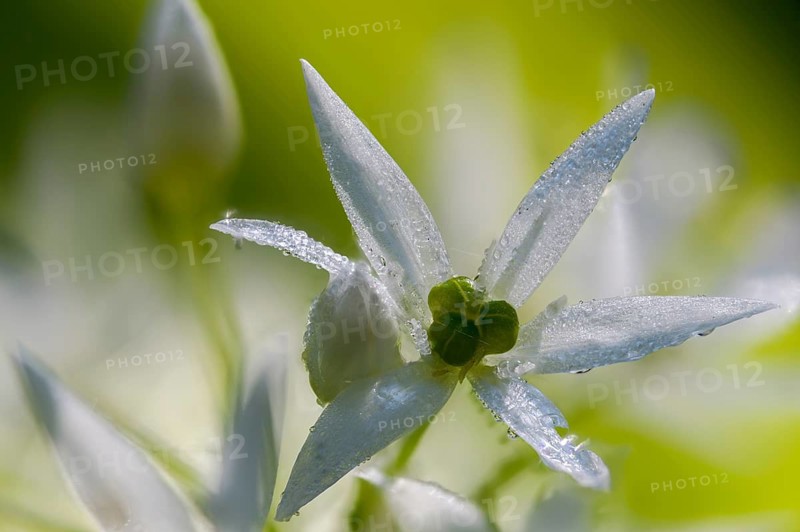 Alliaceae, Allium ursinum, wild garlic, witch onions, garlic spinach, leeks, ramsen garlic, wild herre, wild garlic, gypsy garlic, broad-leaved garlic, buckrams, flora, plants, plants, Ramsons, wild garlic
