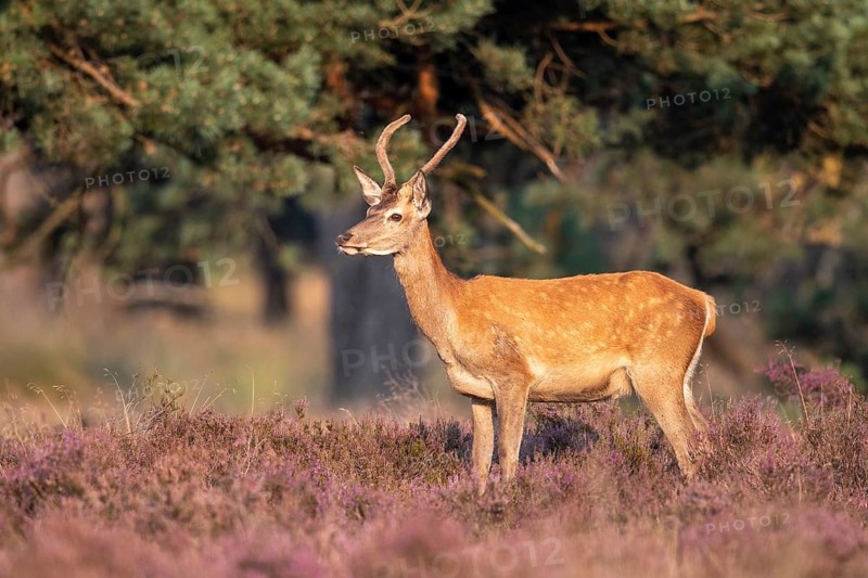 Red deer (Cervus elaphus), Spießer, Hoenderloo, Gelderland, Netherlands