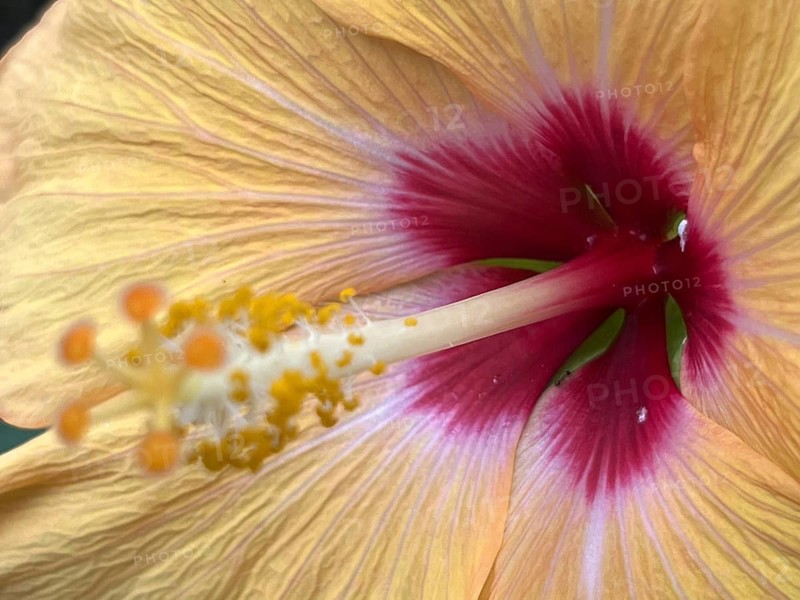 Hibiscus calyphyllus (sun hibiscus), yellow hibiscus flower with pistil, close-up, detail