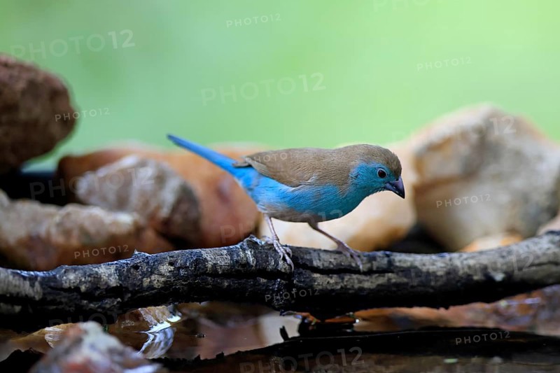 Blue Asterin (Uraeginthus angolensis), Angolan Asterin, Blue-eared Asterin, adult, perched, on a twig, alert, by the water, Kruger National Park, South Africa