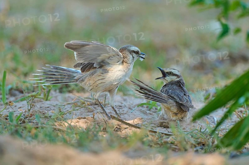 Two birds engaged in an aggressive exchange on the ground, with raised wings and open beaks, in their natural habitat: the mocking thrush (Mimus polyglottos), Pantanal, Mato Grosso, Brazil