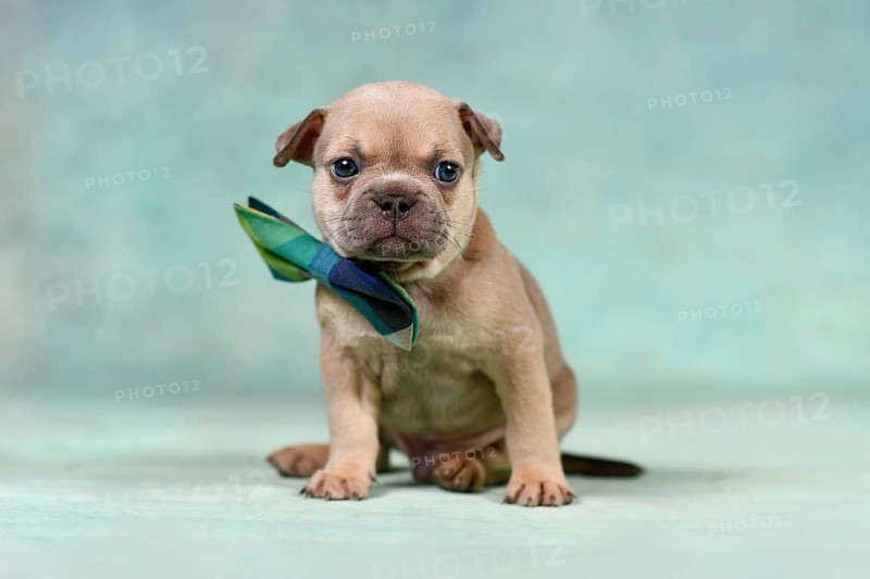 Cute French Bulldog dog puppy wearing blue and green bow tie in front of studio background