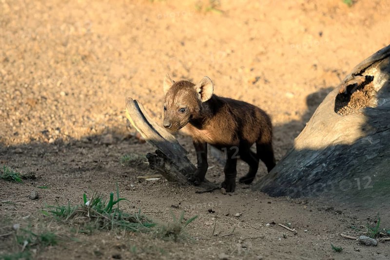 Spotted hyena (Crocuta crocuta), spotted hyena, young, alert, Kruger National Park, Kruger National Park, South Africa