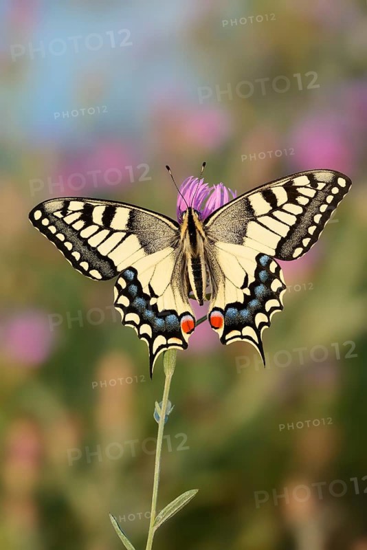 Swallowtail (Papilio machaon) on a flowering prostrate knapweed (Centaurea jacea), North Rhine-Westphalia, Germany
