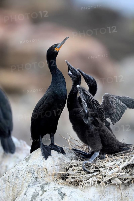 Cape cormorant (Phalacrocorax capensis), adult, two chicks, begging, nest, on rocks, Betty's Bay, Stony Point Nature Reserve, Western Cape, South Africa