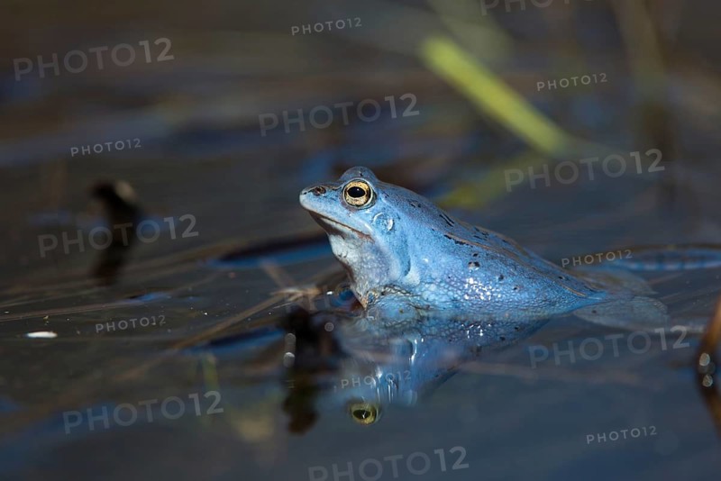 Moor frog, moor frog, rana arvalis, amphibians, amphibians, courtship behavior, courtship display, frog, frogs, amphibians