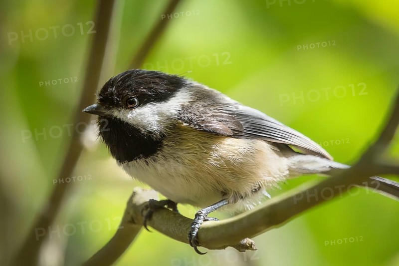 Black-capped Chickadee, (Poecile atricapillus), George C. Reifel Migratory Bird Sanctuary, Delta, British Columbia, Canada