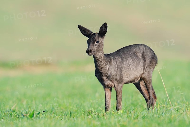 European roe deer (Capreolus capreolus), black roe deer, fawn standing in a meadow, Lower Saxony, Germany