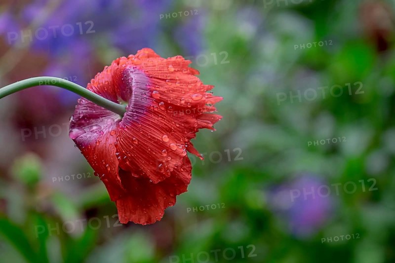 Garden poppies (Papaver) in the rain, North Rhine-Westphalia, Germany