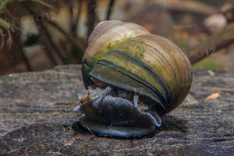Danube river cover snail, Viviparus acerosus, gastropoda, mollusca, snails, molluscs