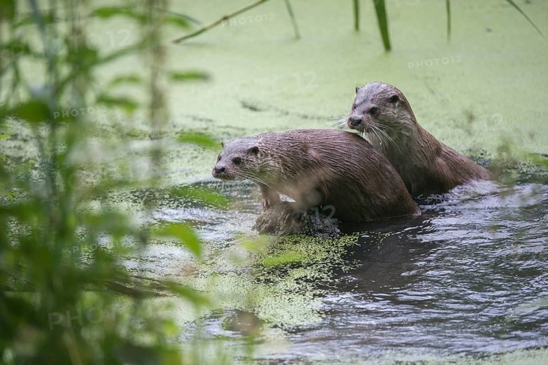 Carnivora, Eurasian otters, Lutra Lutra, predators, mammals, martens, raptors, mammals