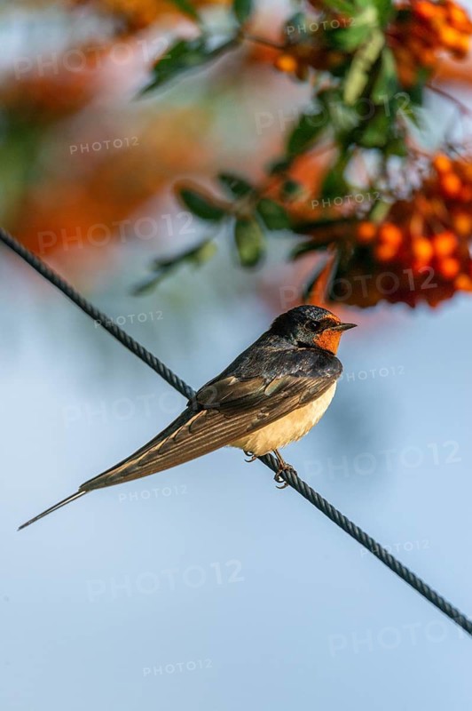 Hirundo rustica, barn swallow, birds, high size, portrait format, passeri, swallows, songbirds, birds