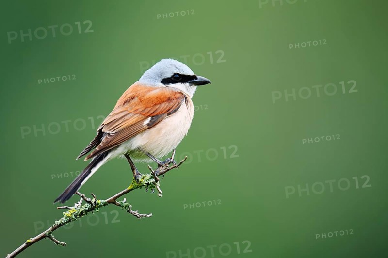 Red-backed shrike (Lanius collurio), male sitting on a branch, North Rhine-Westphalia, Germany